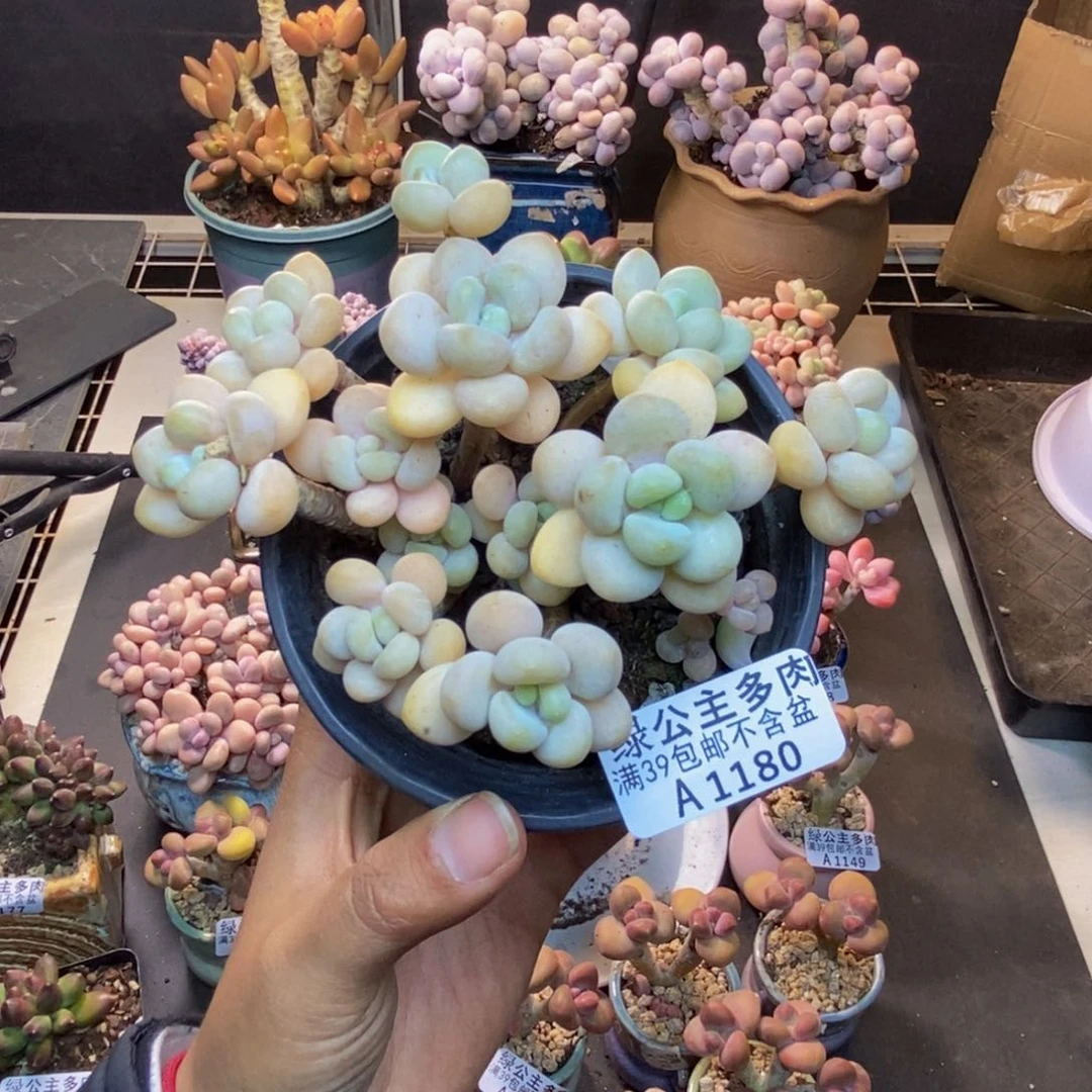 180白奶糖多肉8cm