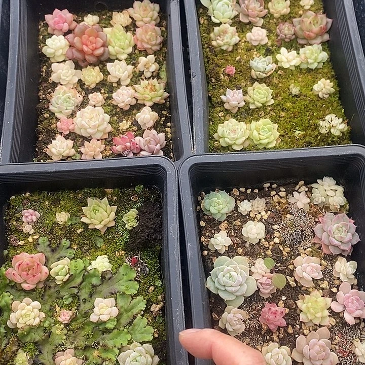 18 多肉植物盆栽花卉