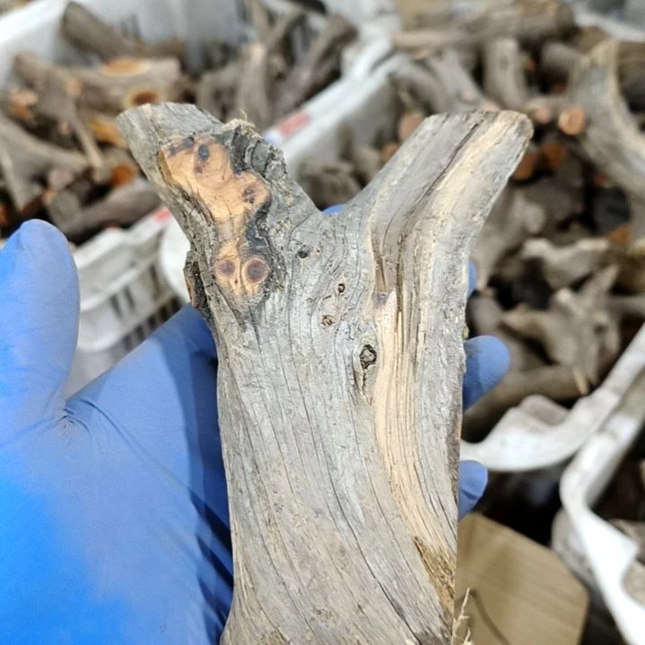 @***风香榧木崖柏原叉崖柏原叉崖柏