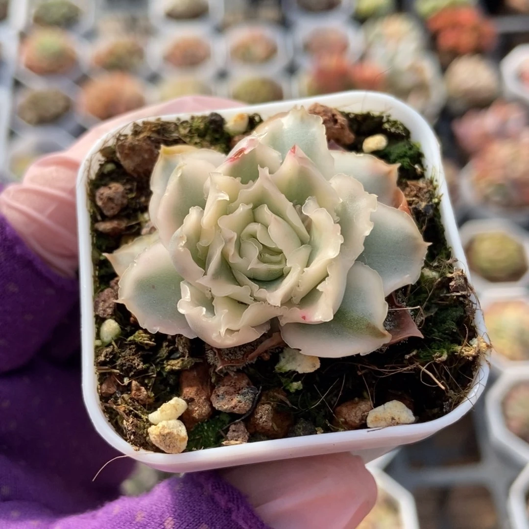 ?**斯123紫蝴蝶锦多肉植物保护研究所