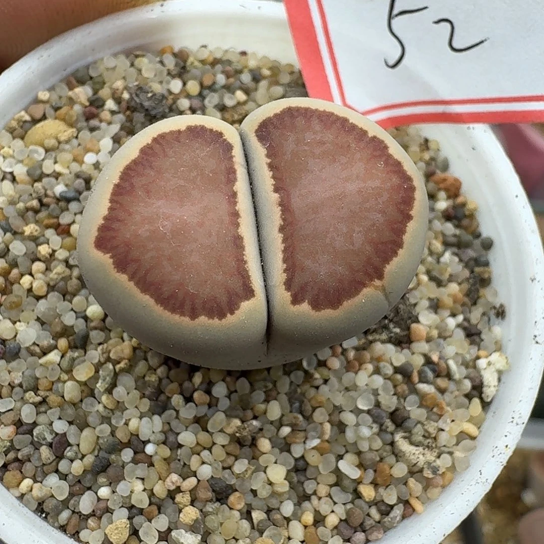 52多肉哈哈哈哈哈哈哈哈