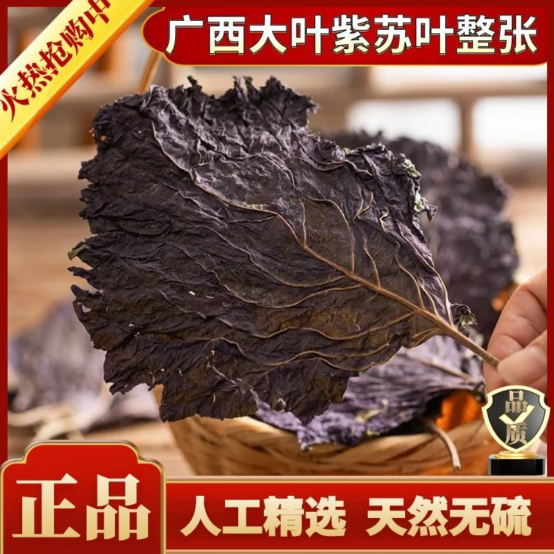 正宗大叶紫苏叶整张农家自采新货紫苏茶干苏叶煲汤香料紫苏叶泡茶