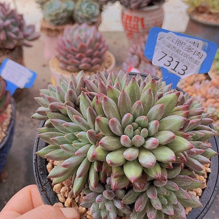 7313钻石纹虞美人。