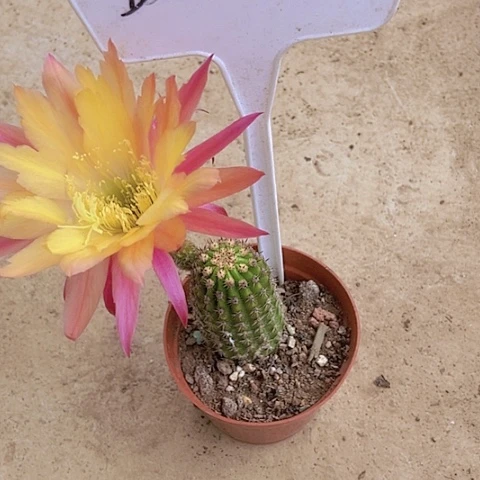 黑***丫仙人掌彩草小球B2Il摘花脱土发货