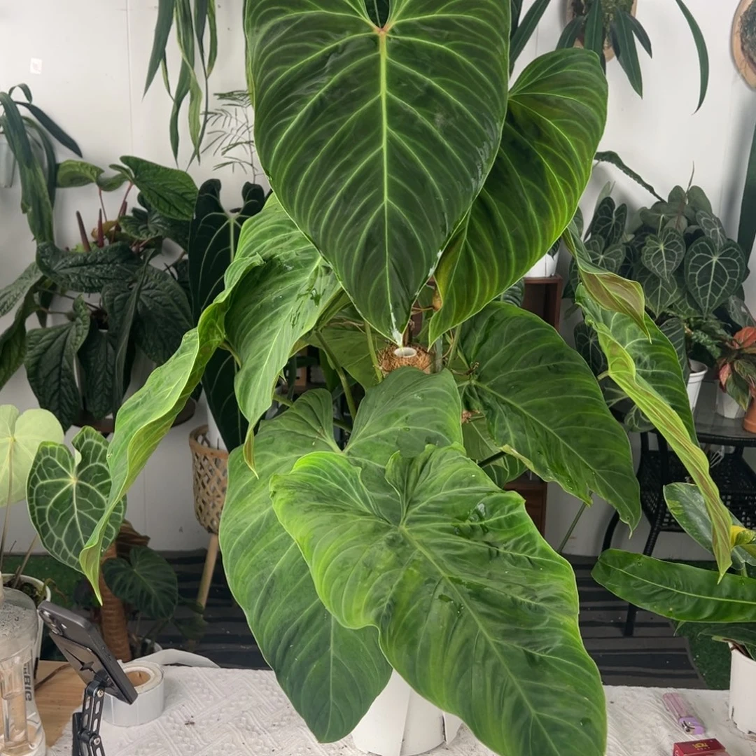 完全开放灿烂蔓绿绒（黑金X南美荧光）