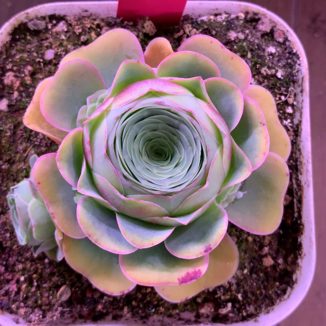 安*儿一物一拍云裳168