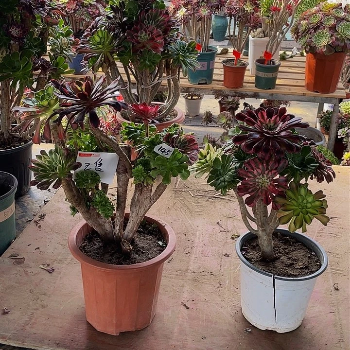 孤**飞架接法师一个145号补差价