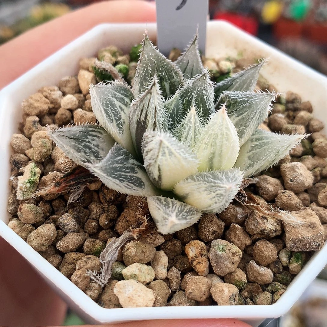 绘卷玉露锦，3号，一物一拍