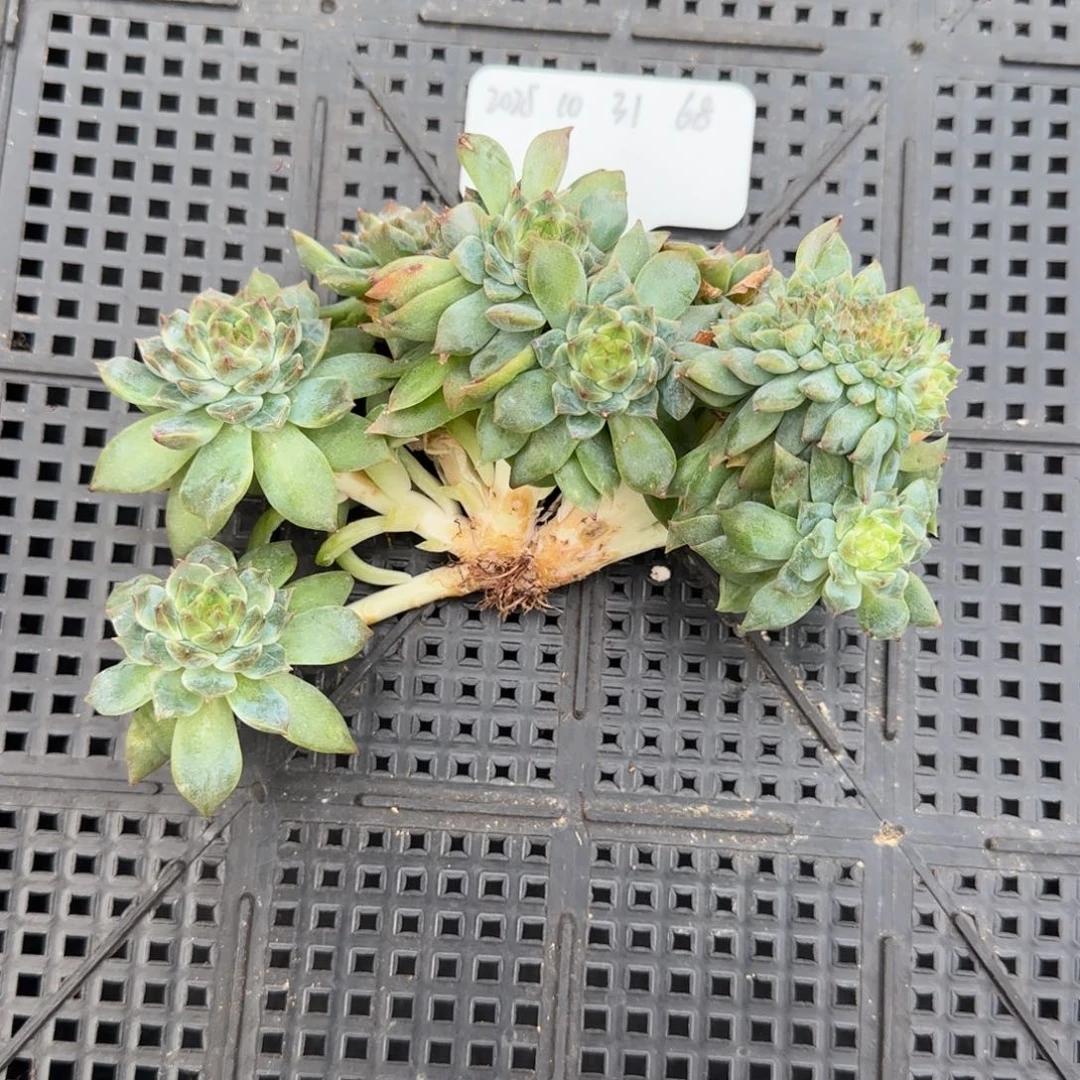 一物一拍秘境冰魄树缀68