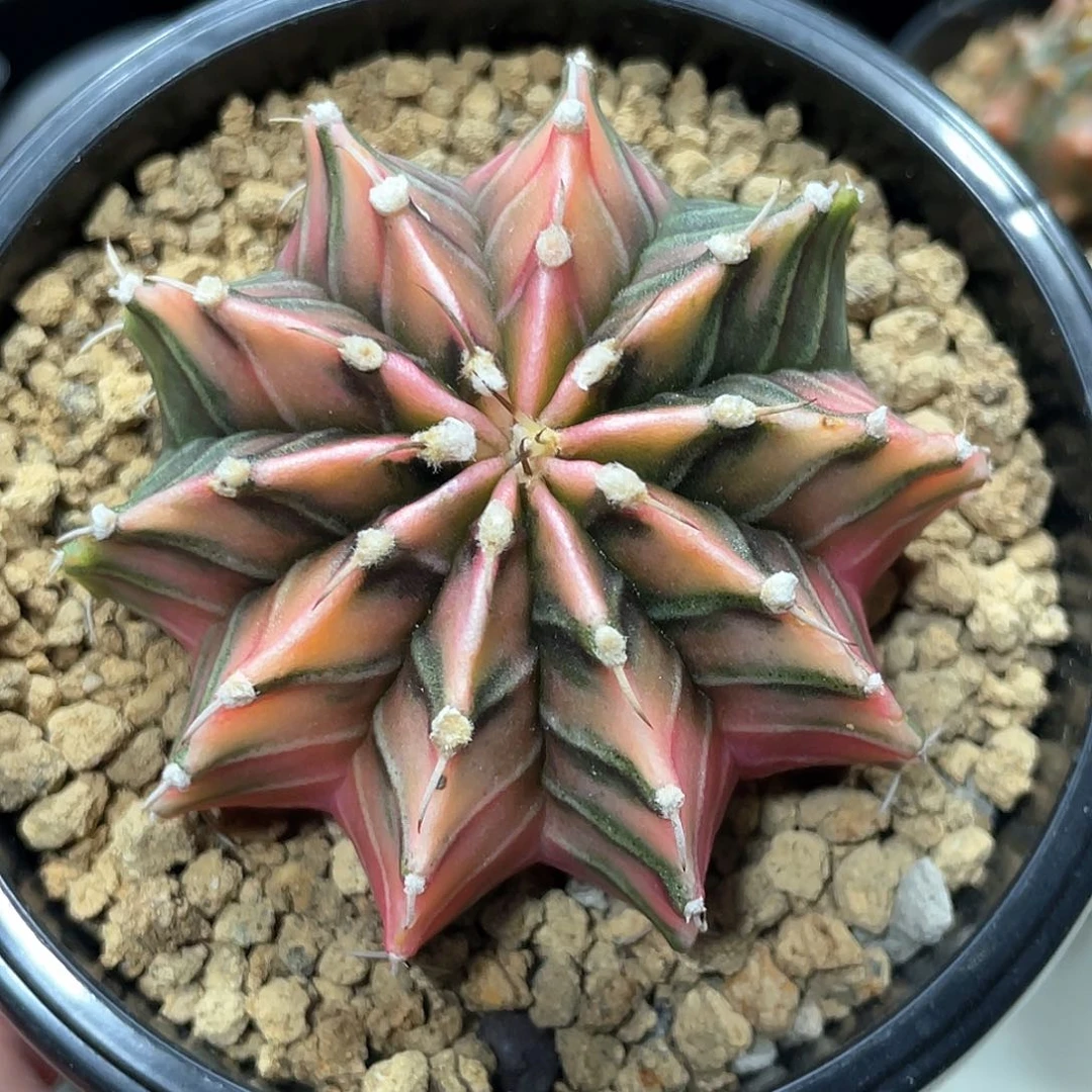 泰系实生根，虎斑肋骨锦