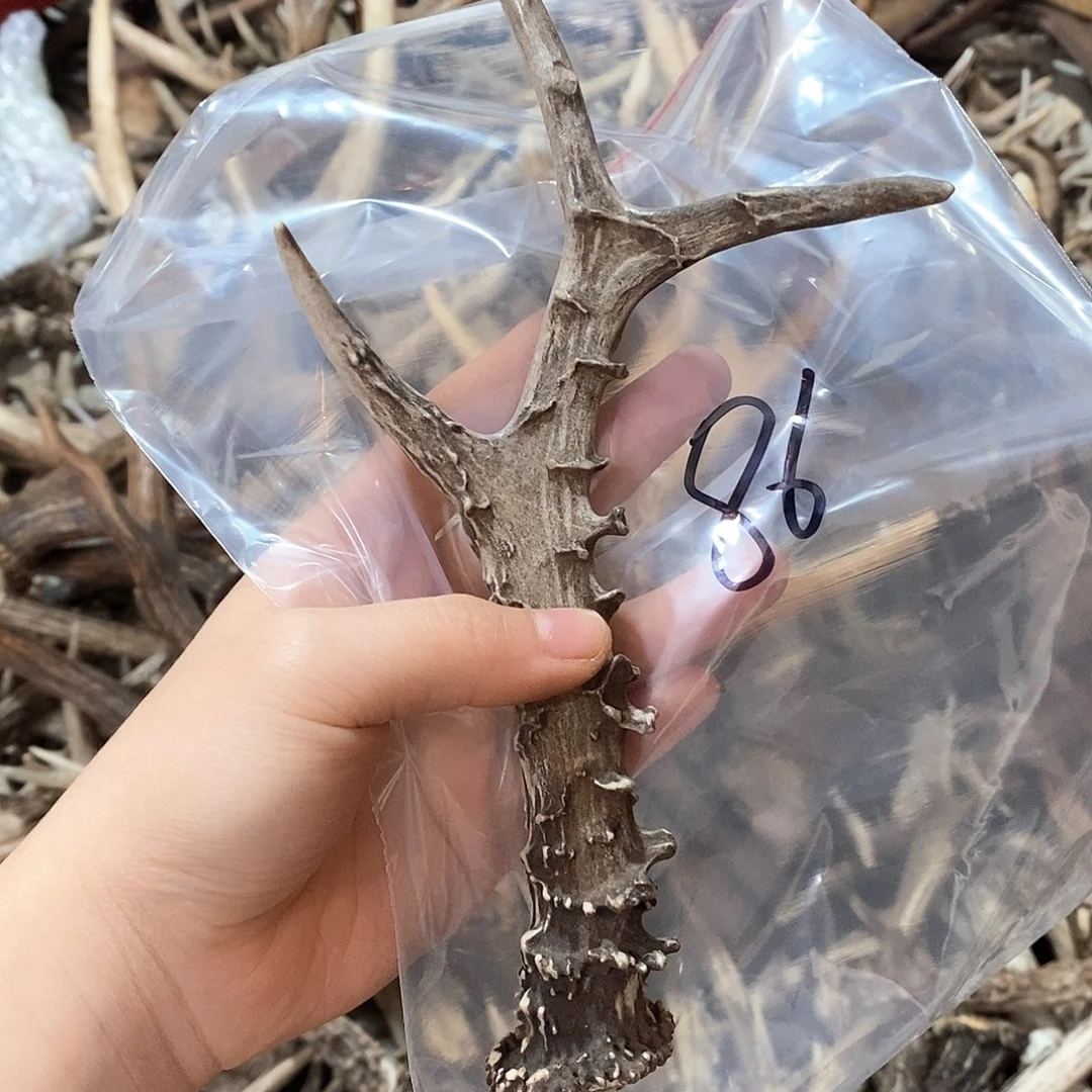 鹿角鹿角鹿角鹿角鹿