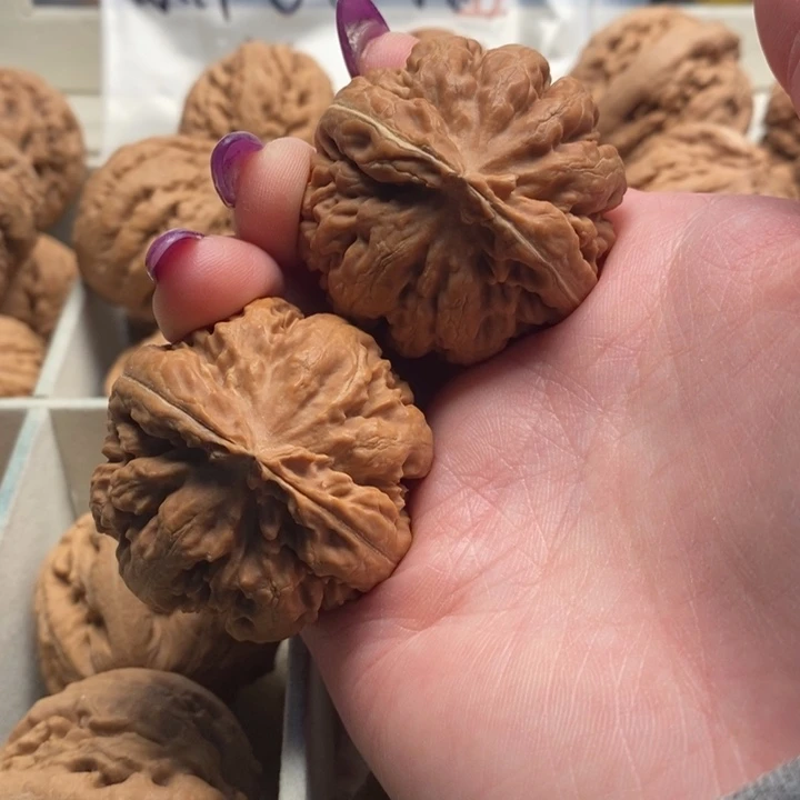 霸王龙全品无修一刀没动