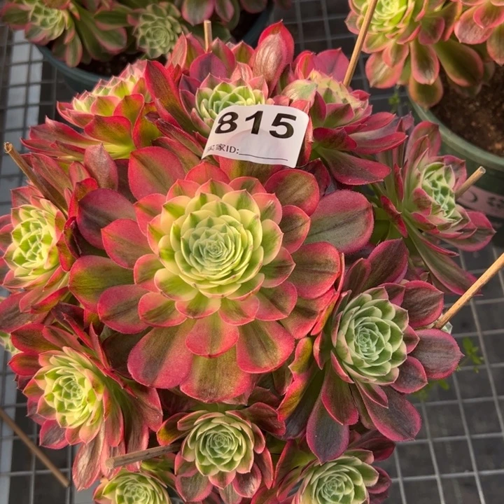 815海王20厘米左右