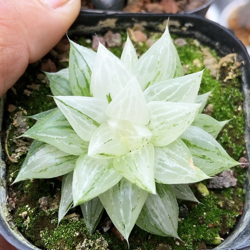 【闪购商品】砂糖红粉佳人8