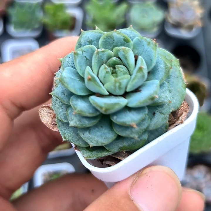 天鹅绒，满5元包邮，