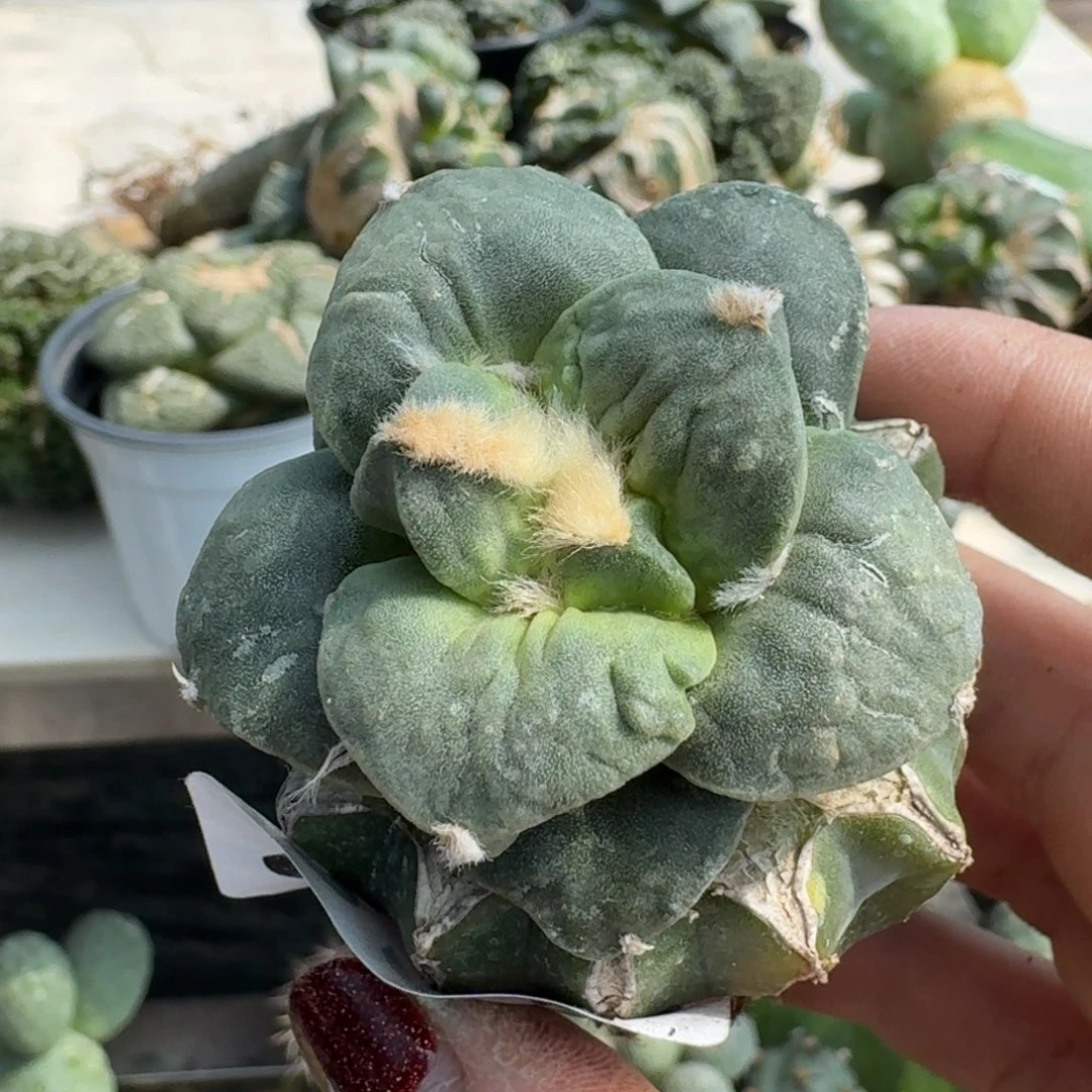 【闪购商品】无花朵独**败大尤怒310