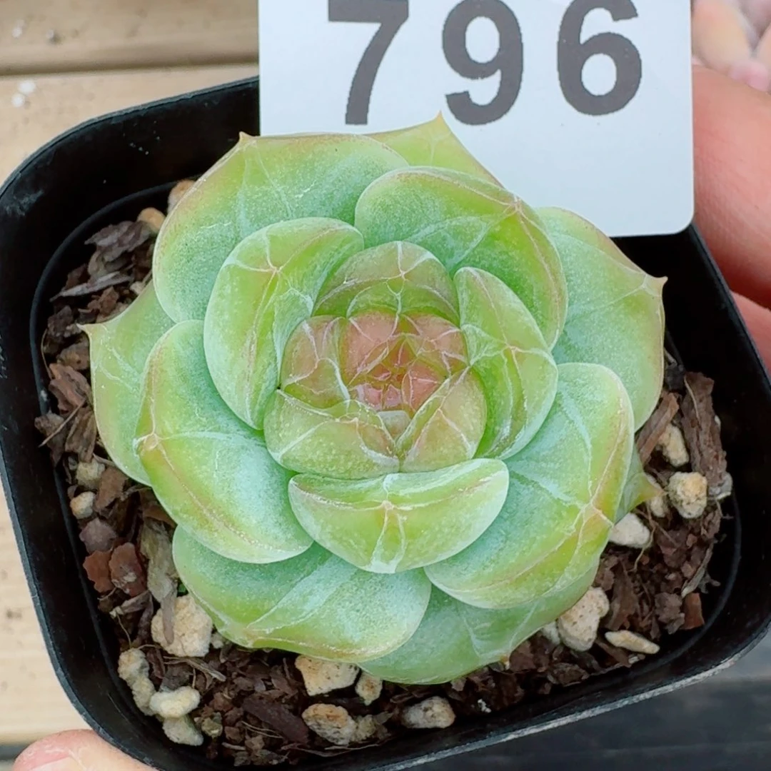 胖叶珍妮            精美多肉植物