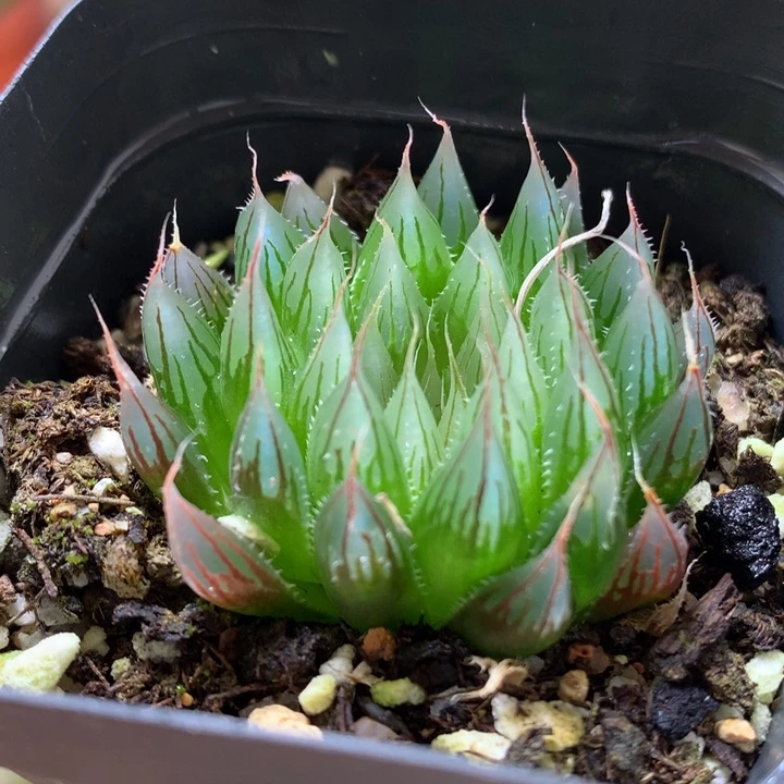 大卫针管玉露带盆土