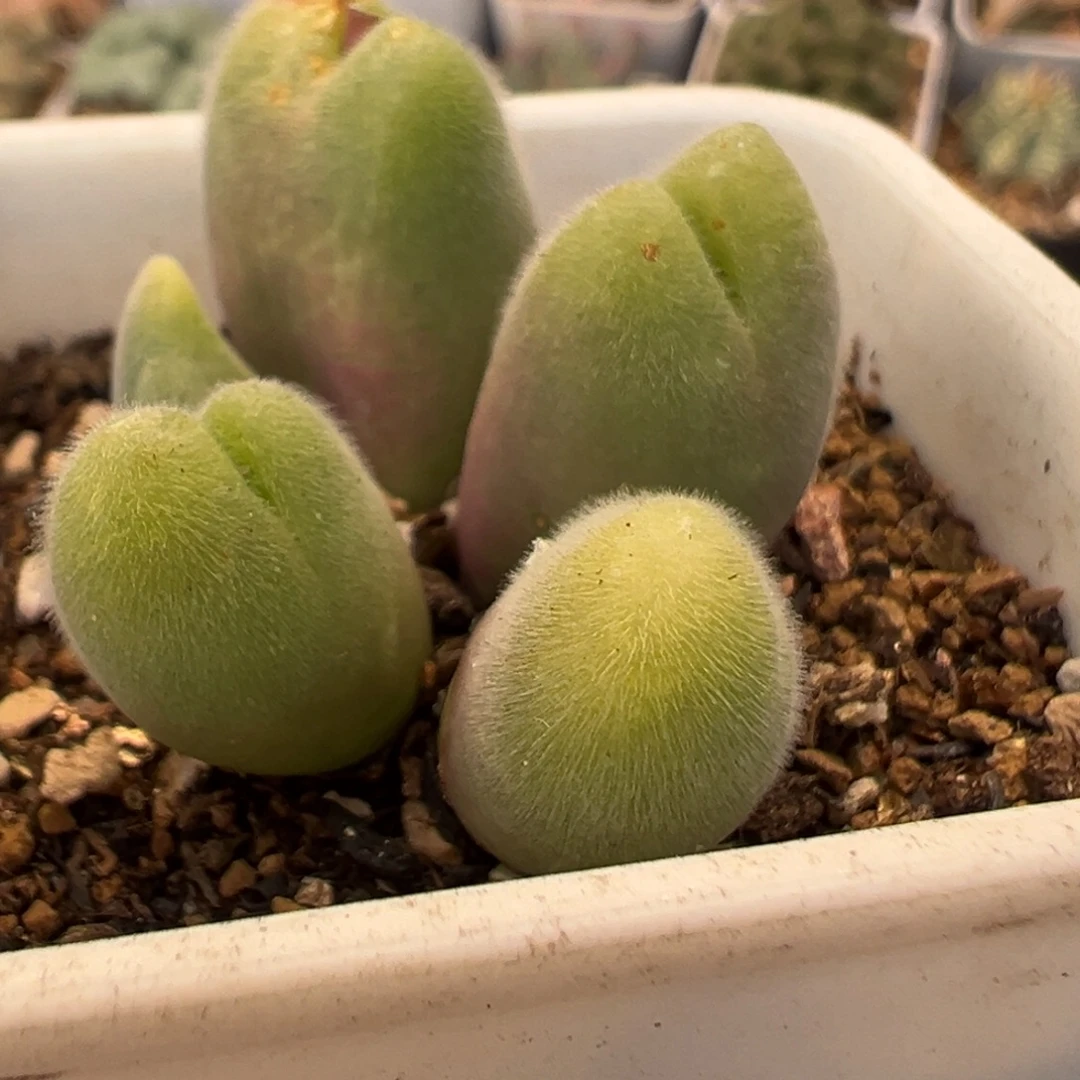 36多肉植物百科毛翠滴