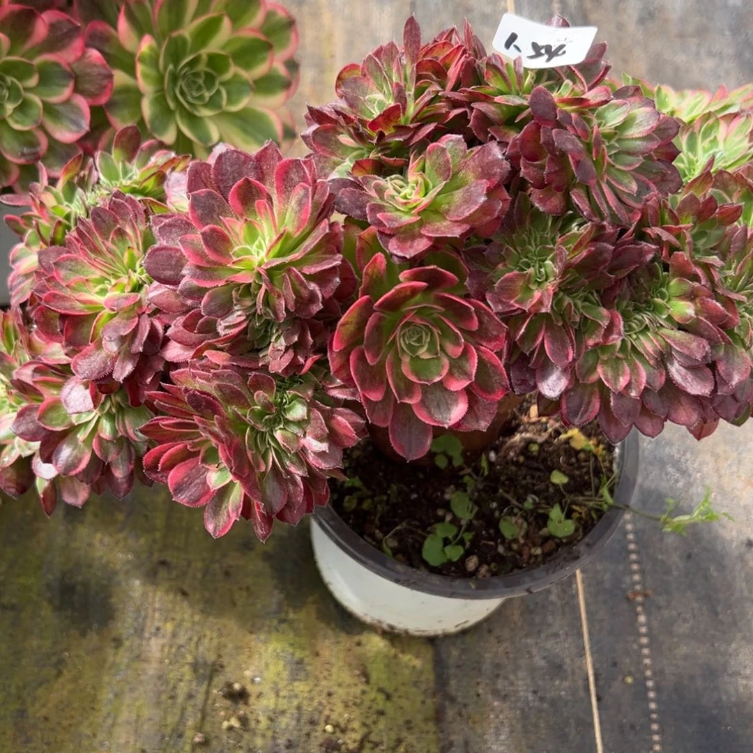 54海王缀多肉仔细一看