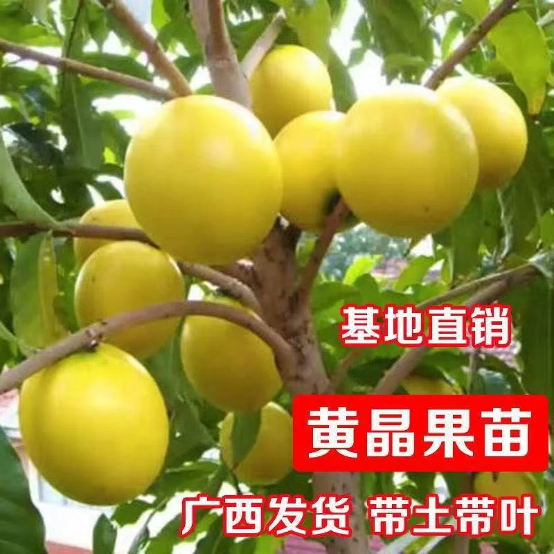 促销热门贵族品种黄晶果树苗 黄宝石冬蜜 金大王 黄晶6号四季品种