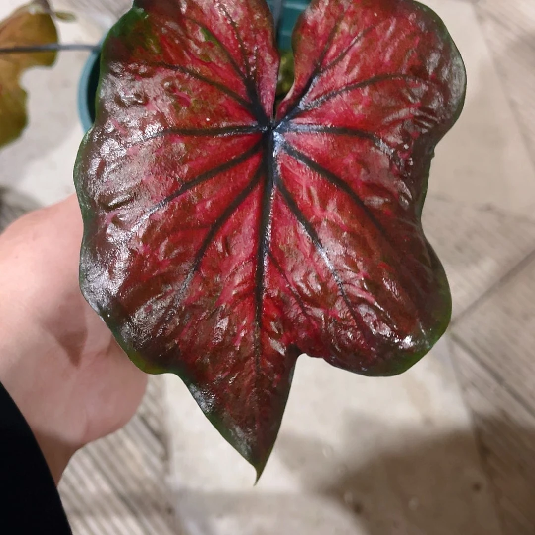 完全开放1409泰彩