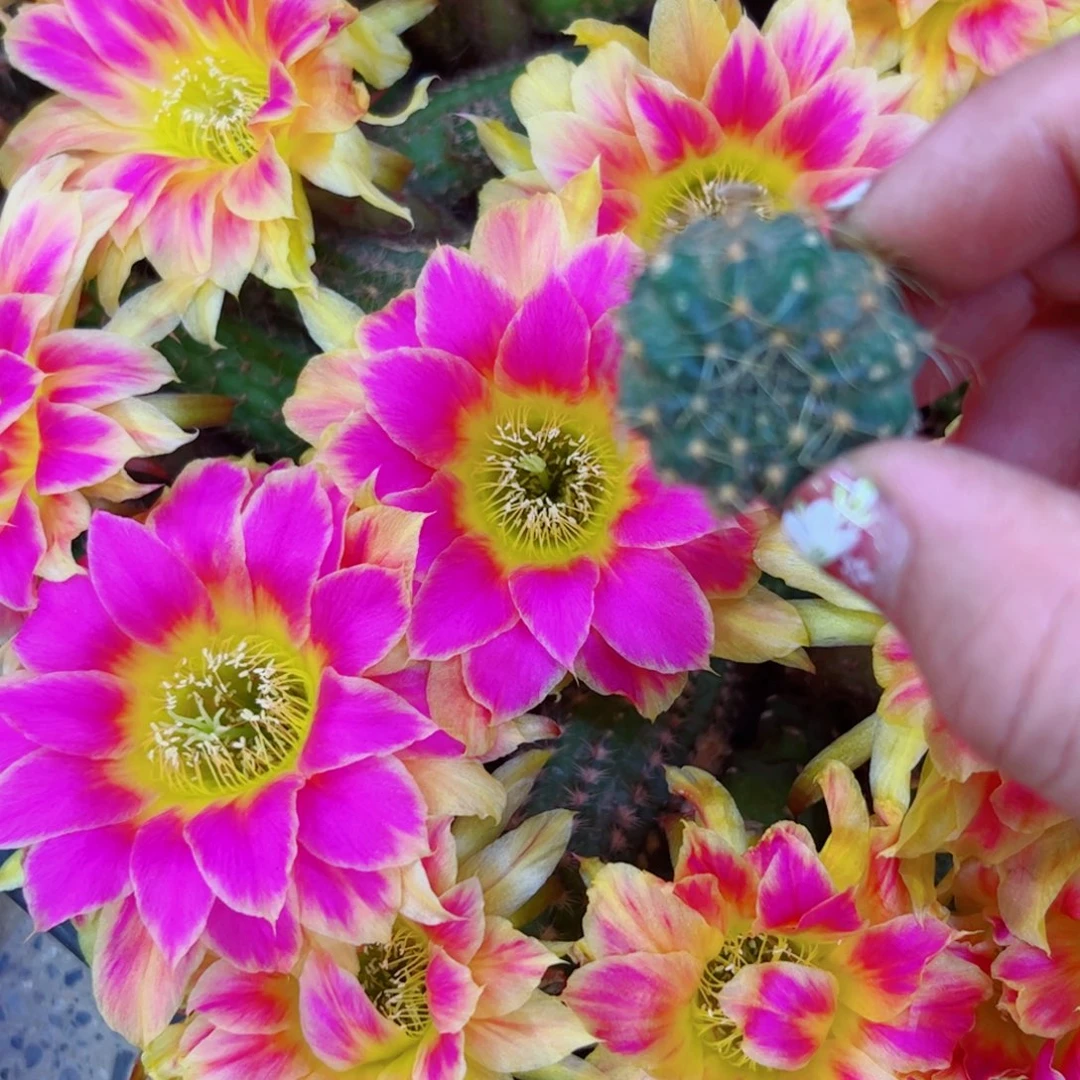 下12丽花阳光明媚歪无根侧芽2公分左右20包邮