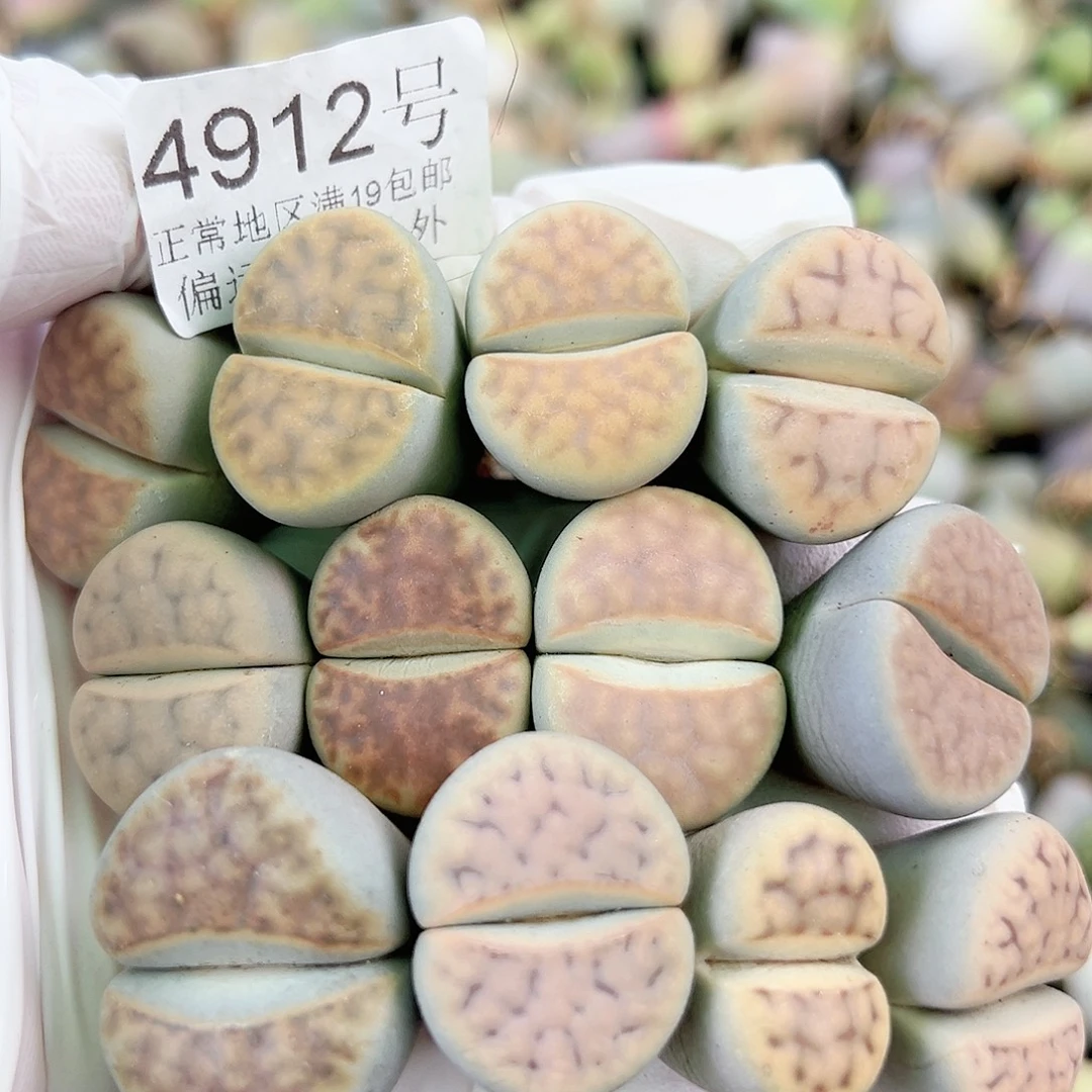 4912 好养易活生石花大母本12个2-3cm部分长腿特价