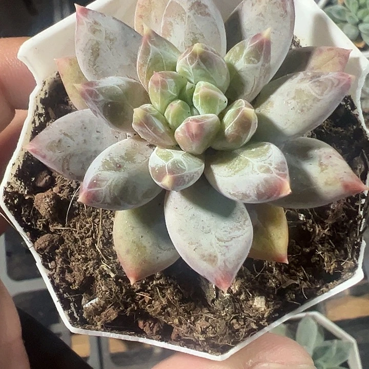 幻影美人精品多肉植物