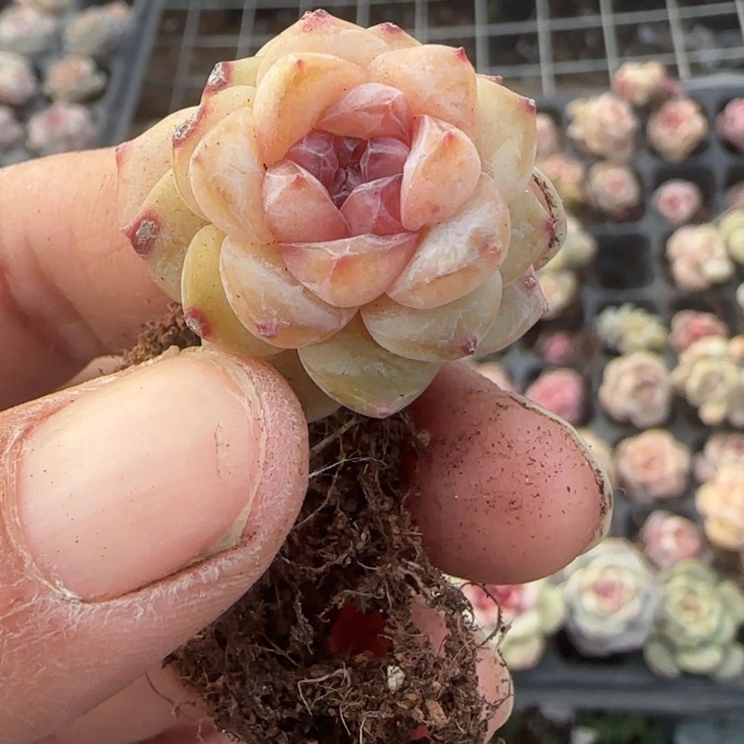 多肉小卡拉米糖心一物一拍