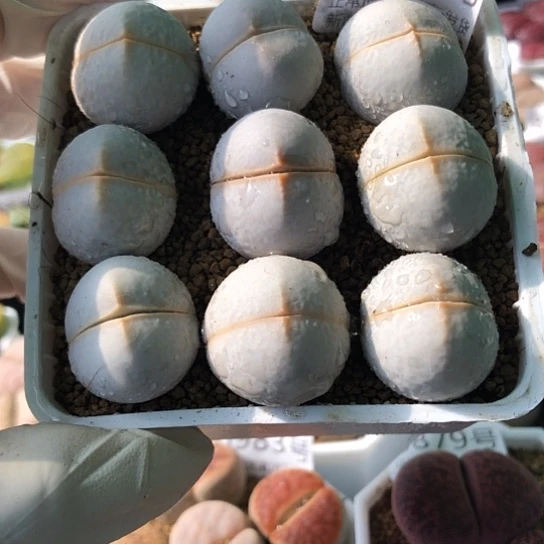 8639，如图9棵母本2.2厘米左右