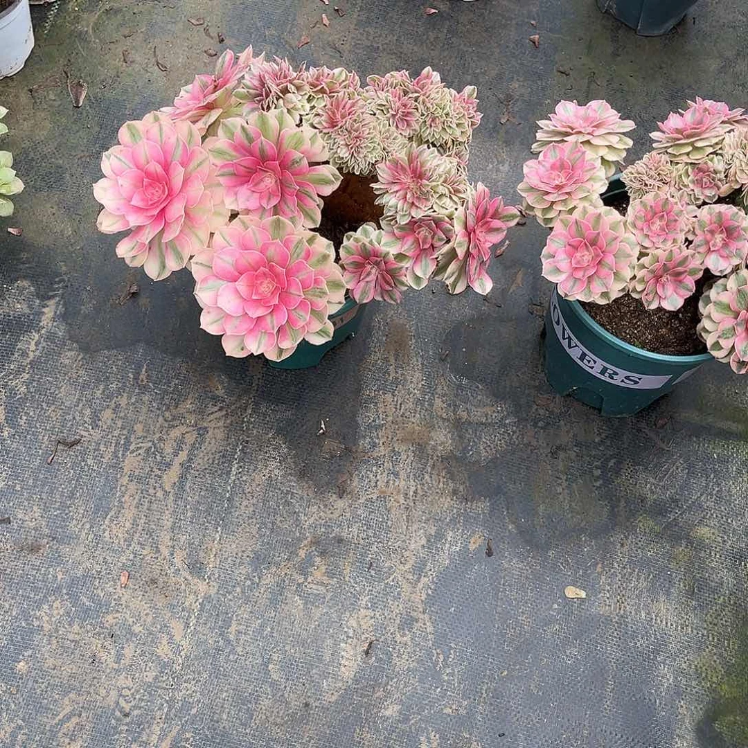 倾城缀化漂亮漂亮