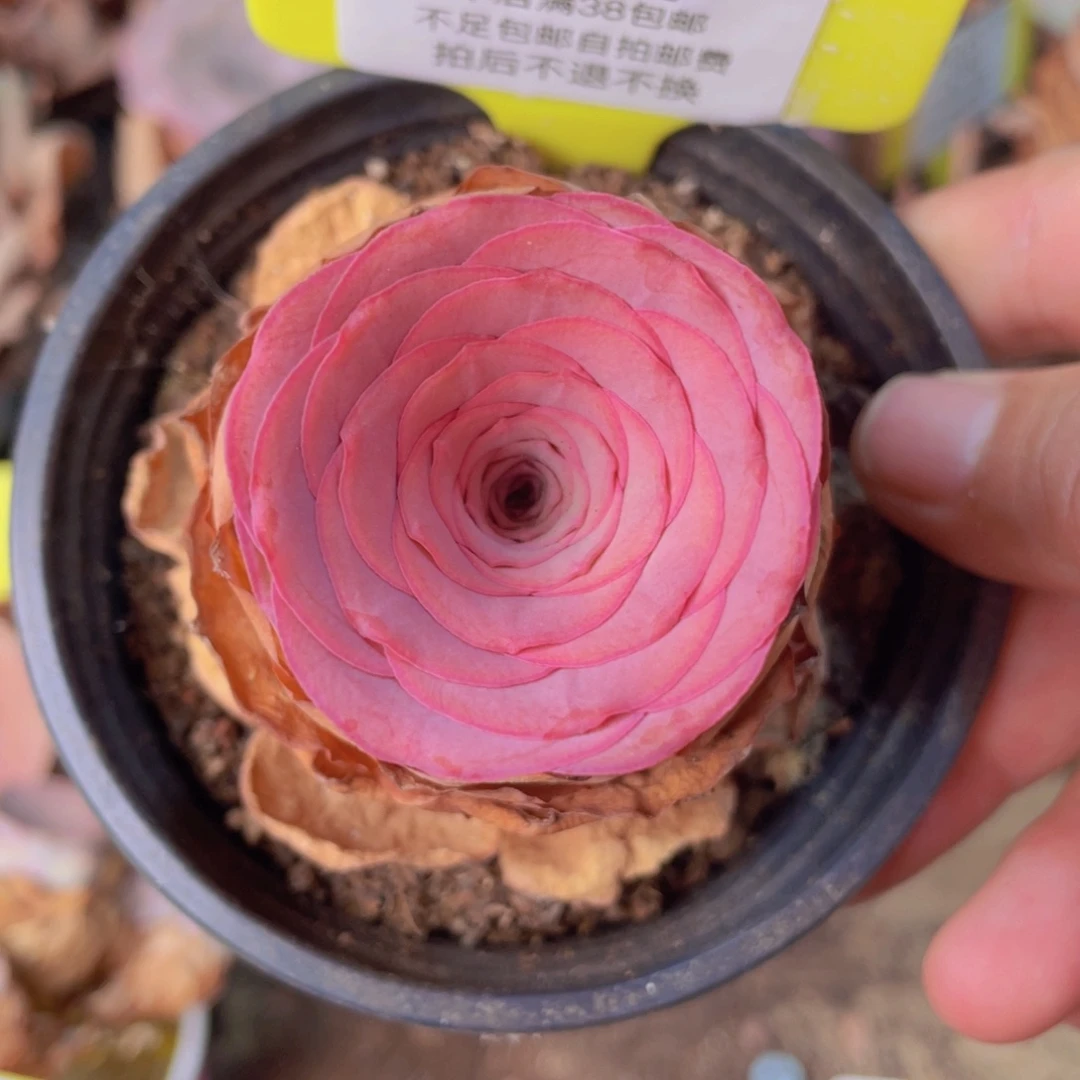 山地玫瑰272满38包邮偏远地区除外裸根发货