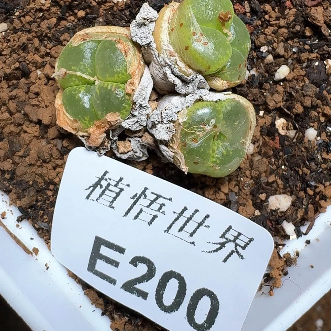 200号d r z w w c多肉植物哇