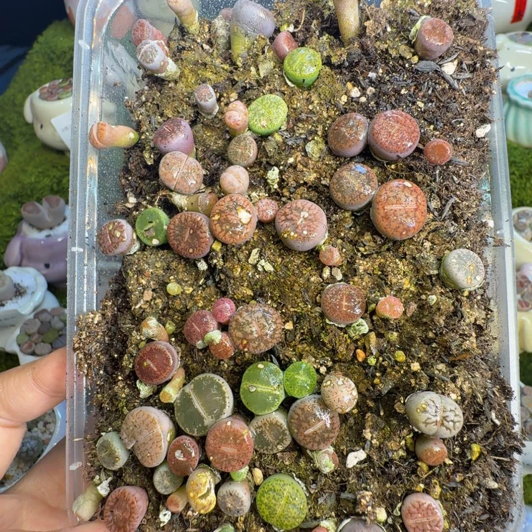 宝***艺多肉植物福利冲829