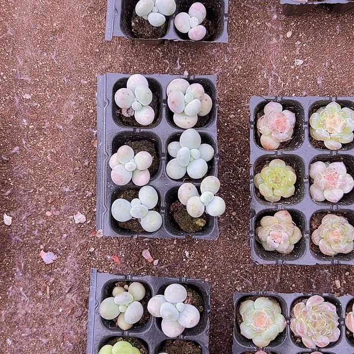 6颗一组橙雪球！！！！！！！