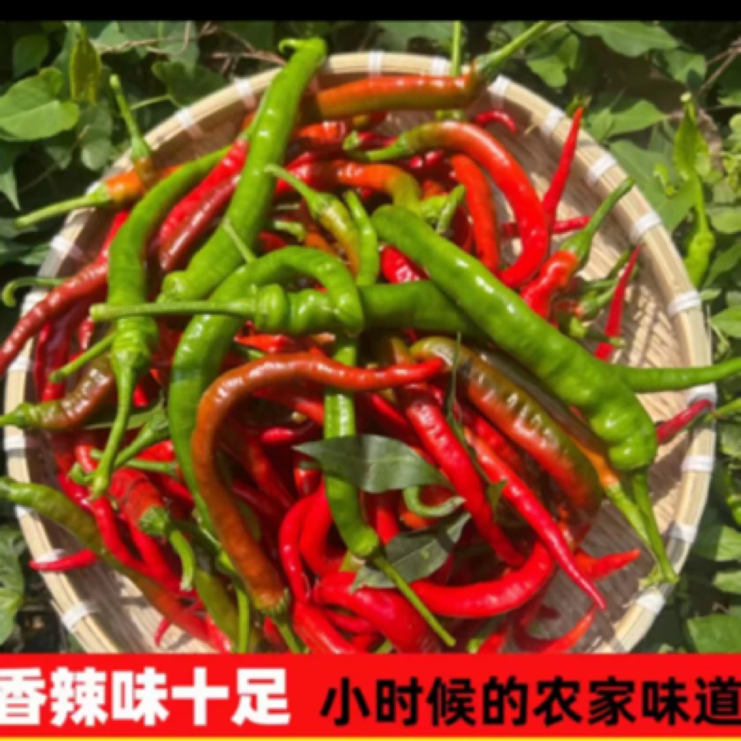 农家自种新鲜红辣椒露天现摘可做剁椒泡椒辣椒酱农家菜