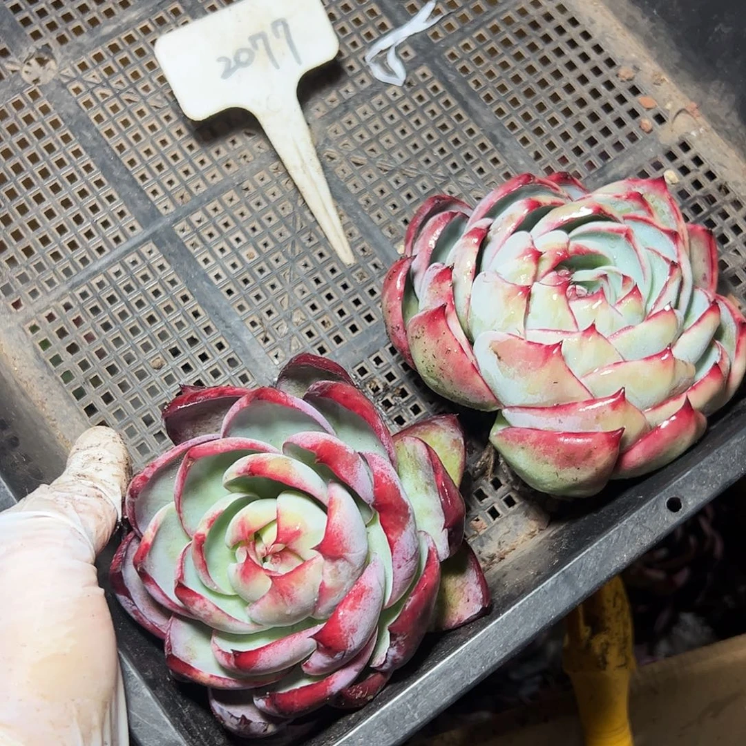 阳***丽惊鸿仙子两颗2077号