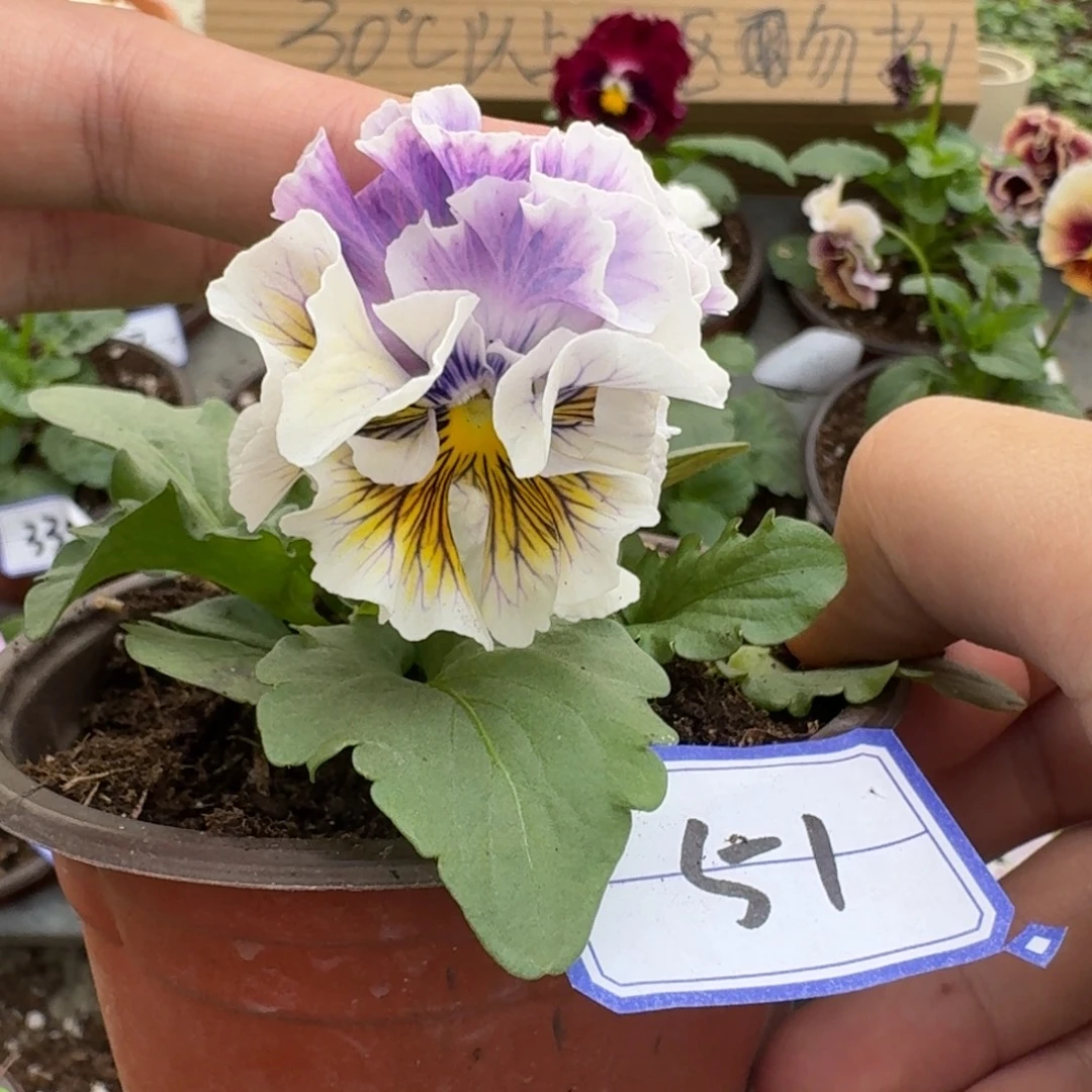 完全开放皱边角堇51