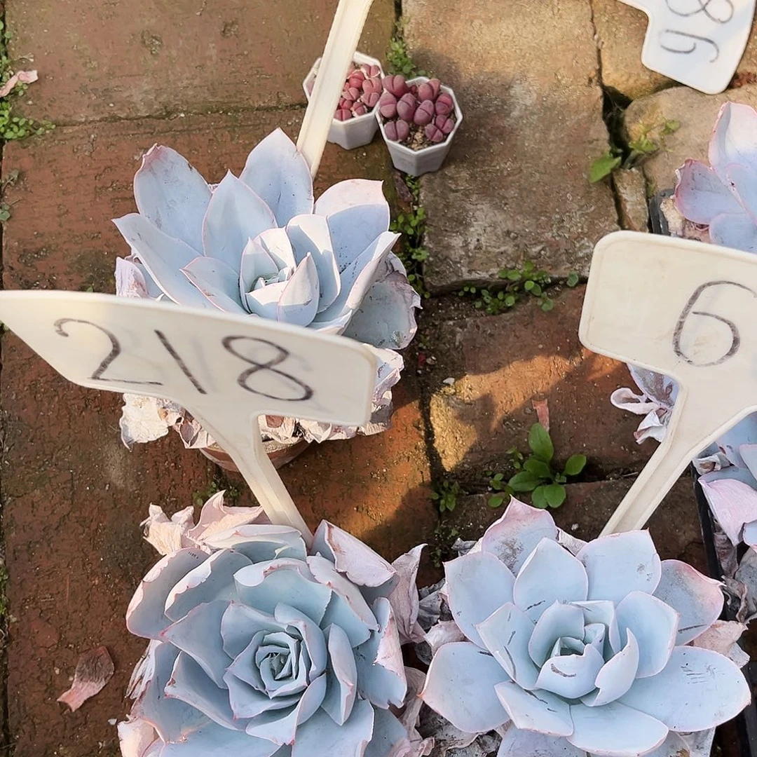 ?**s234.61.218哈哈哈哈哈哈哈哈哈