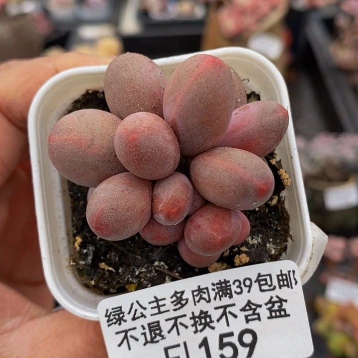 糖果美人4cm159多肉植物