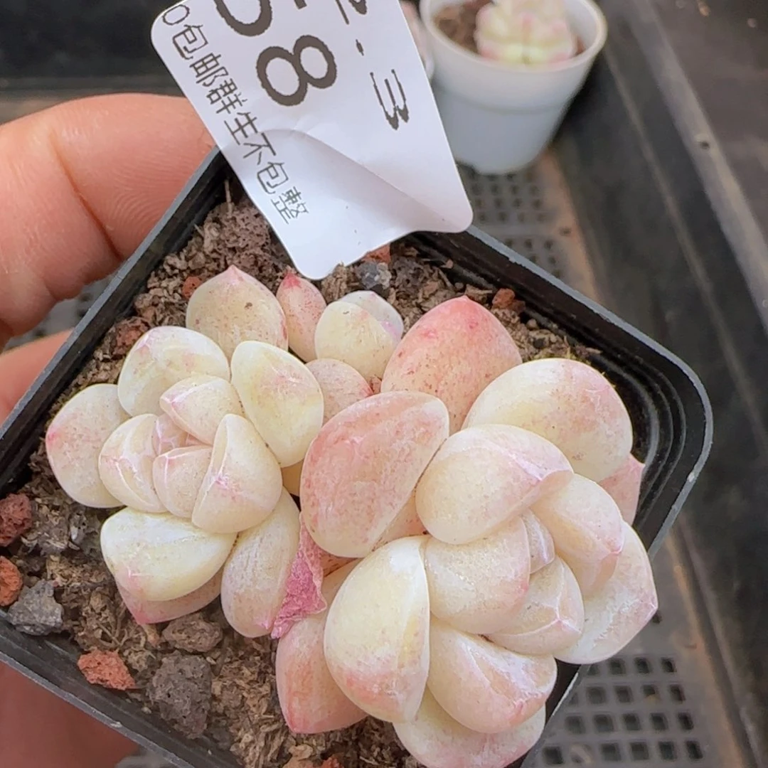 三头白体冰玉一颗脱土