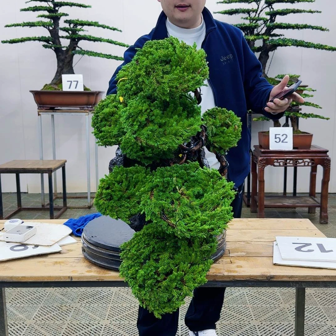 盆景柏树造型盆景