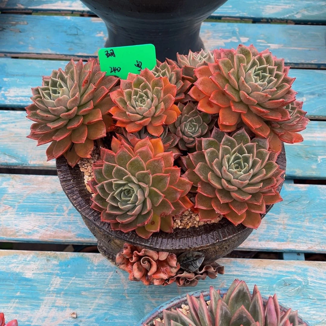 一物一拍多肉植物