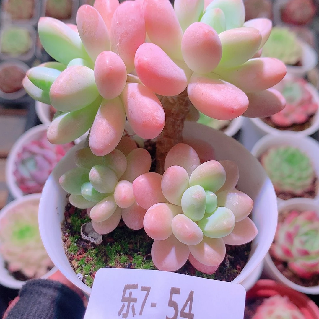 乐然7-54 洛神群