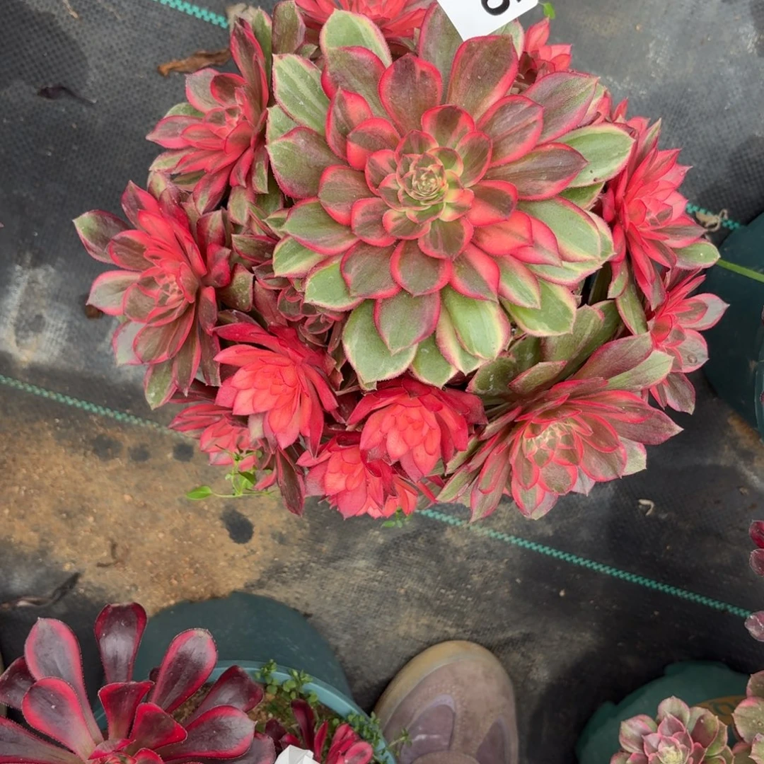 616黑膜锦多植物福利