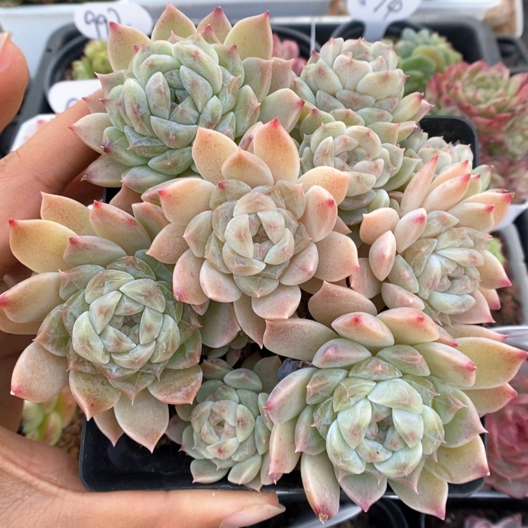 糖心冰魄群生可拍。