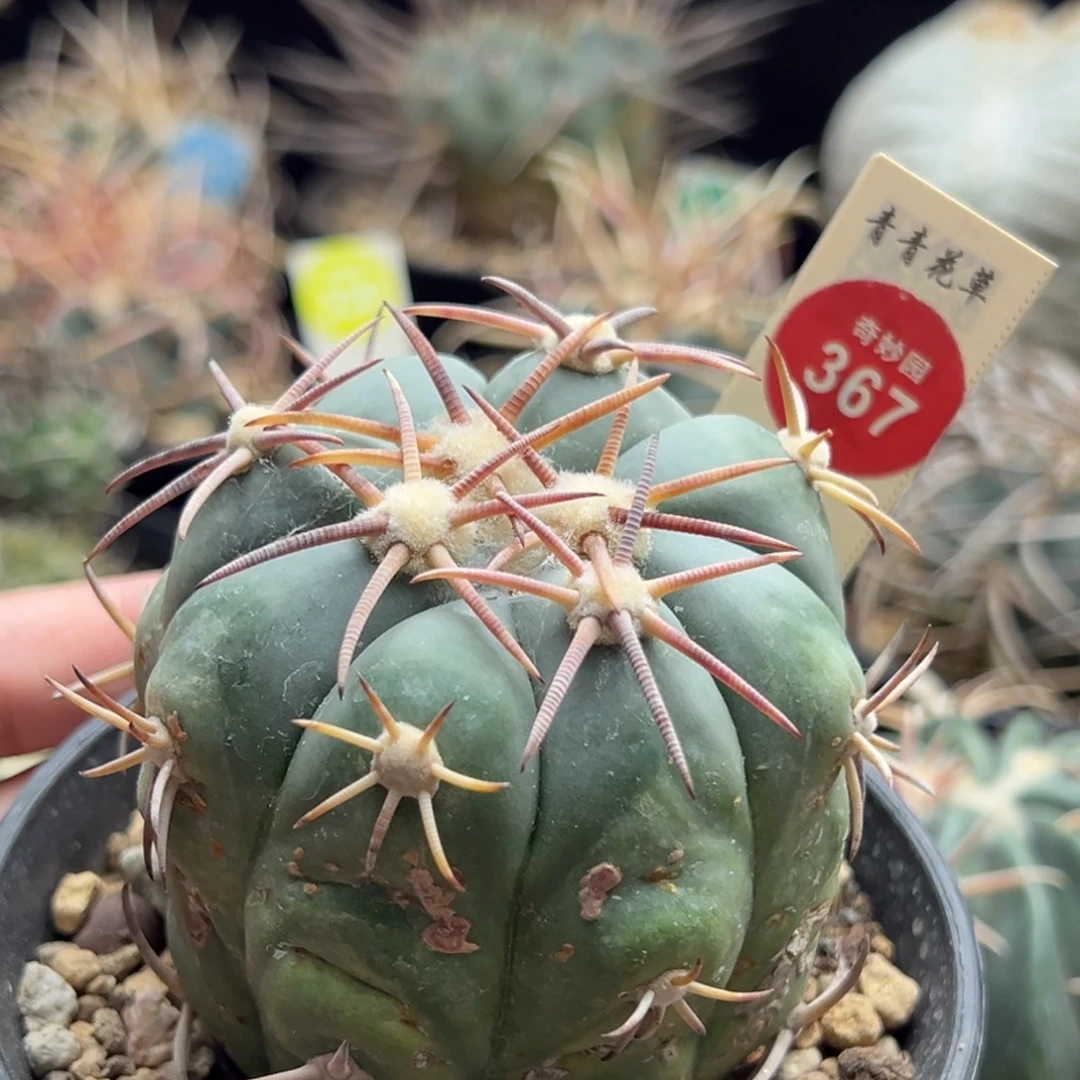 自根粗刺平丸6.5cm侧面有斑