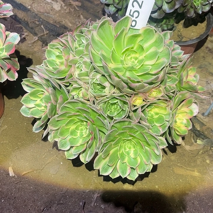 海王完美捧花852号