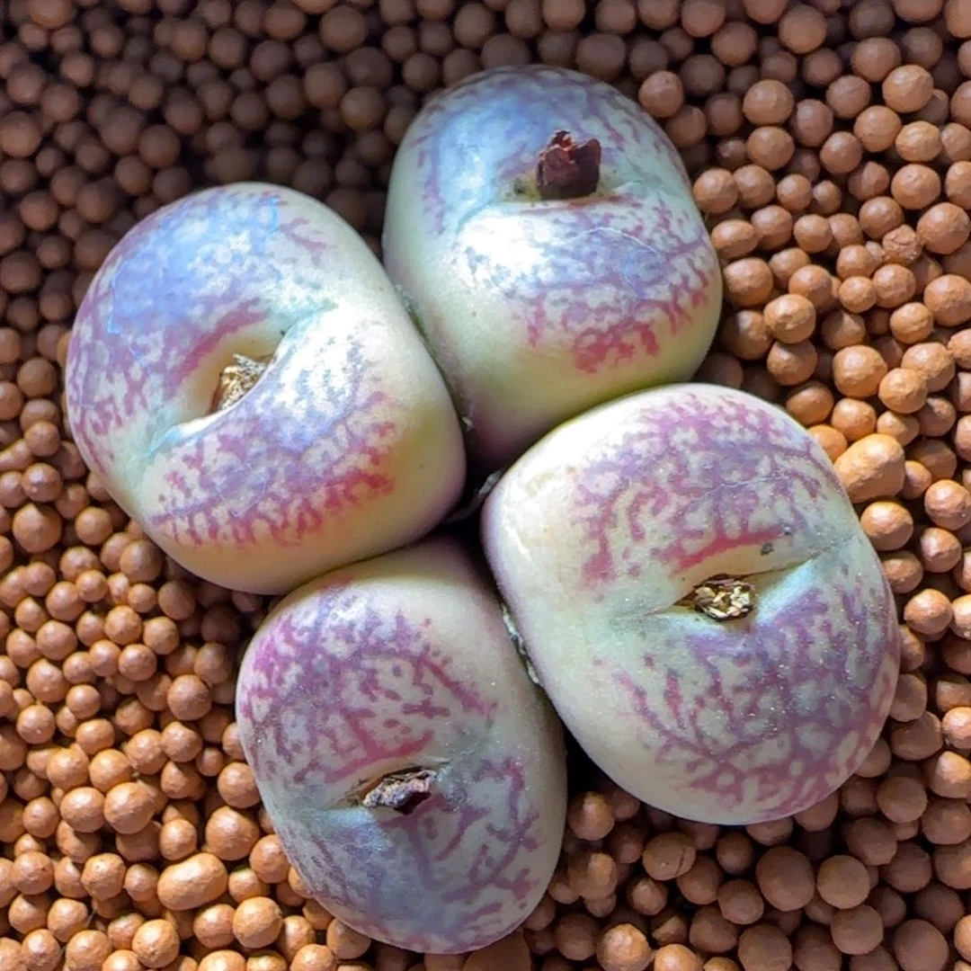 2.7号多肉外播墨杂母本88号